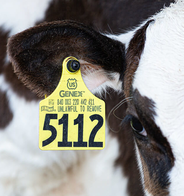 Animal Identification | USA Cattle Genetics